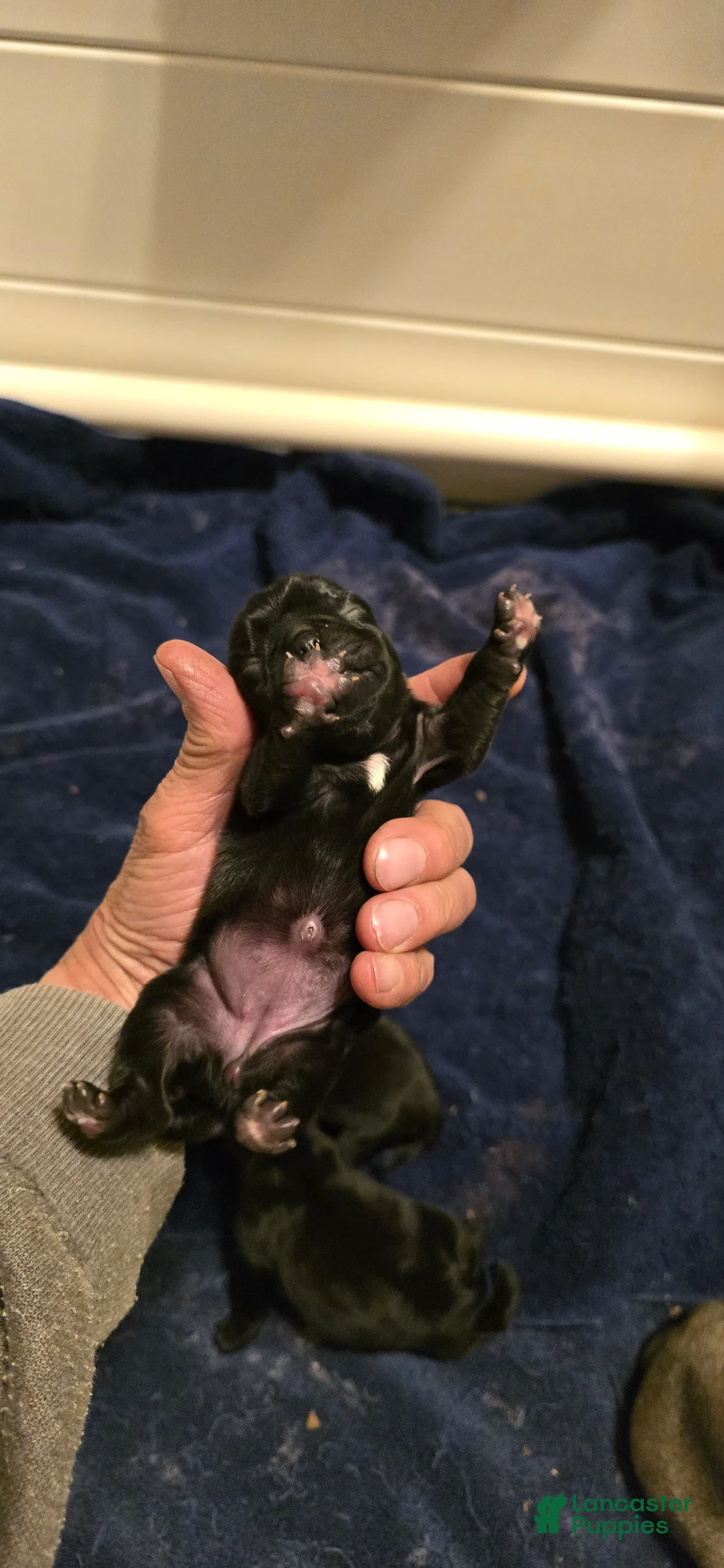 Pug dogs for sale: Brittney - Ad 1