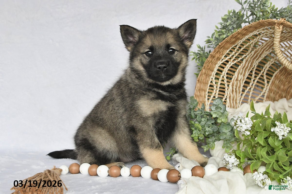 Norwegian Elkhound dogs Tonya - Ad 2