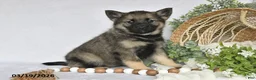Norwegian Elkhound dogs for sale: Tonya - Ad 2