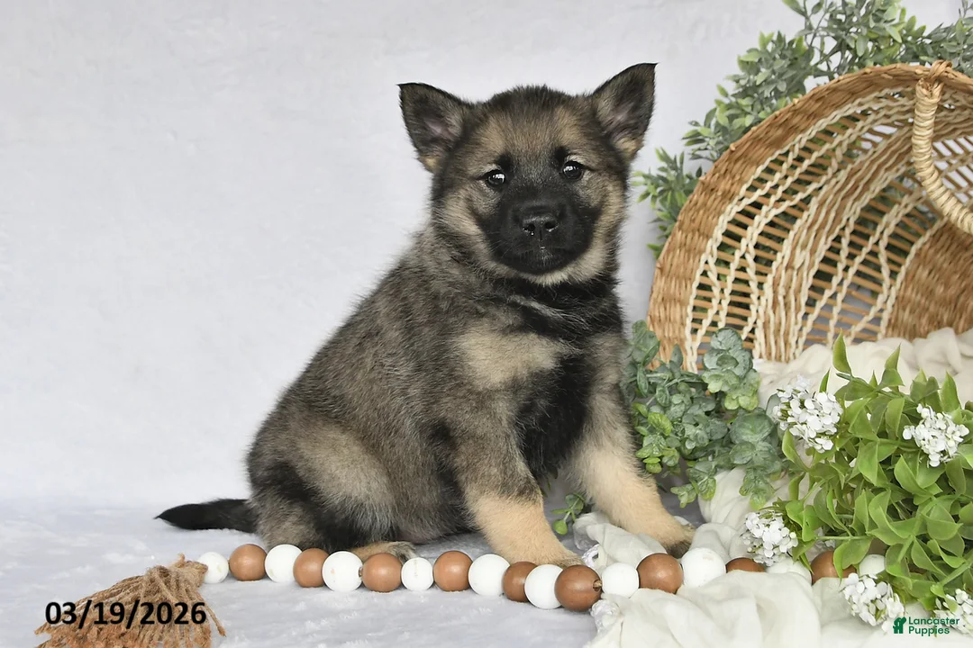 Norwegian Elkhound dogs for sale: Tonya - Ad 2
