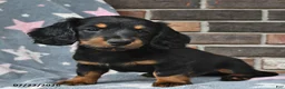 Miniature Dachshund dogs for sale: Flip Flops - Ad 4