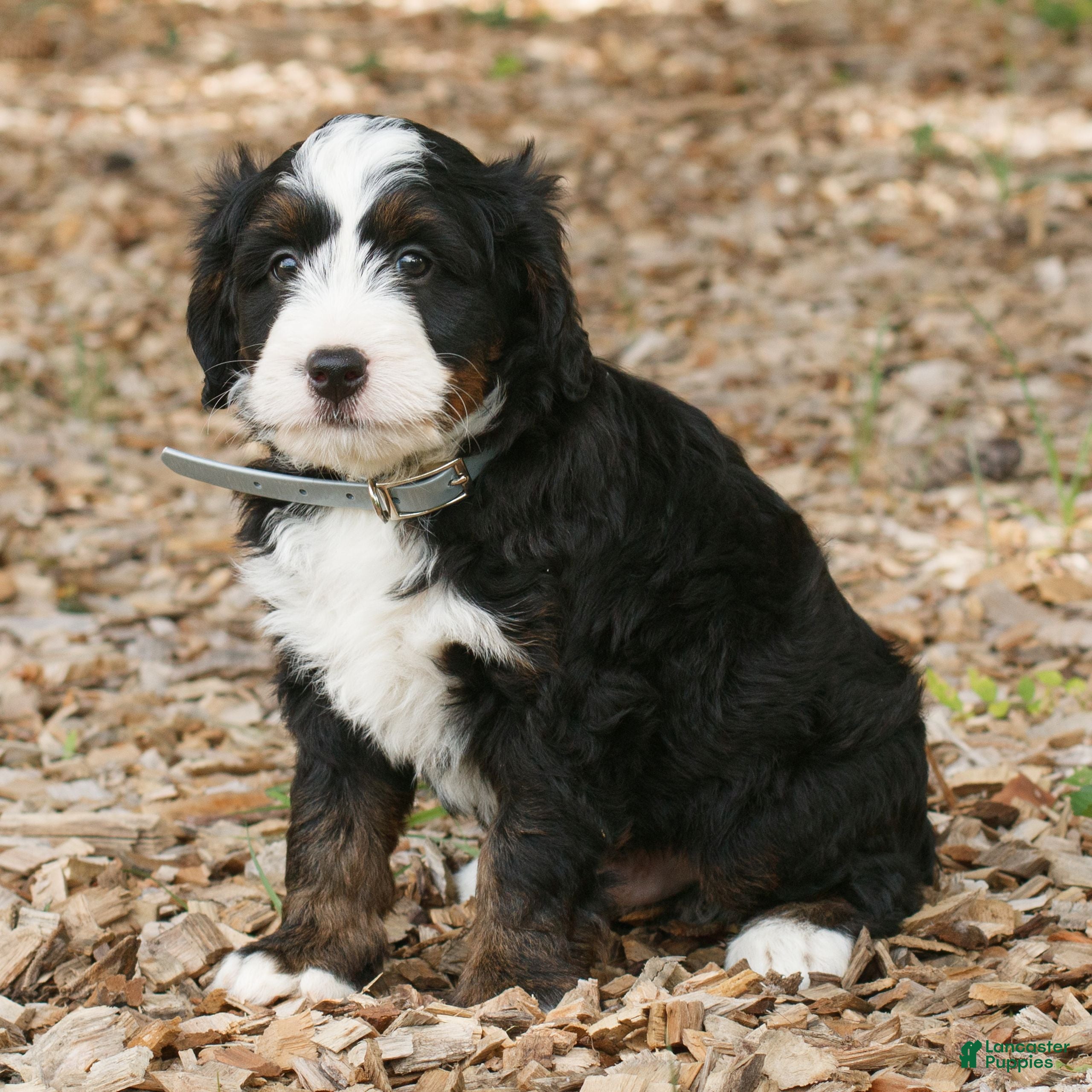Mini Bernedoodle dogs Charlie  - Ad 2