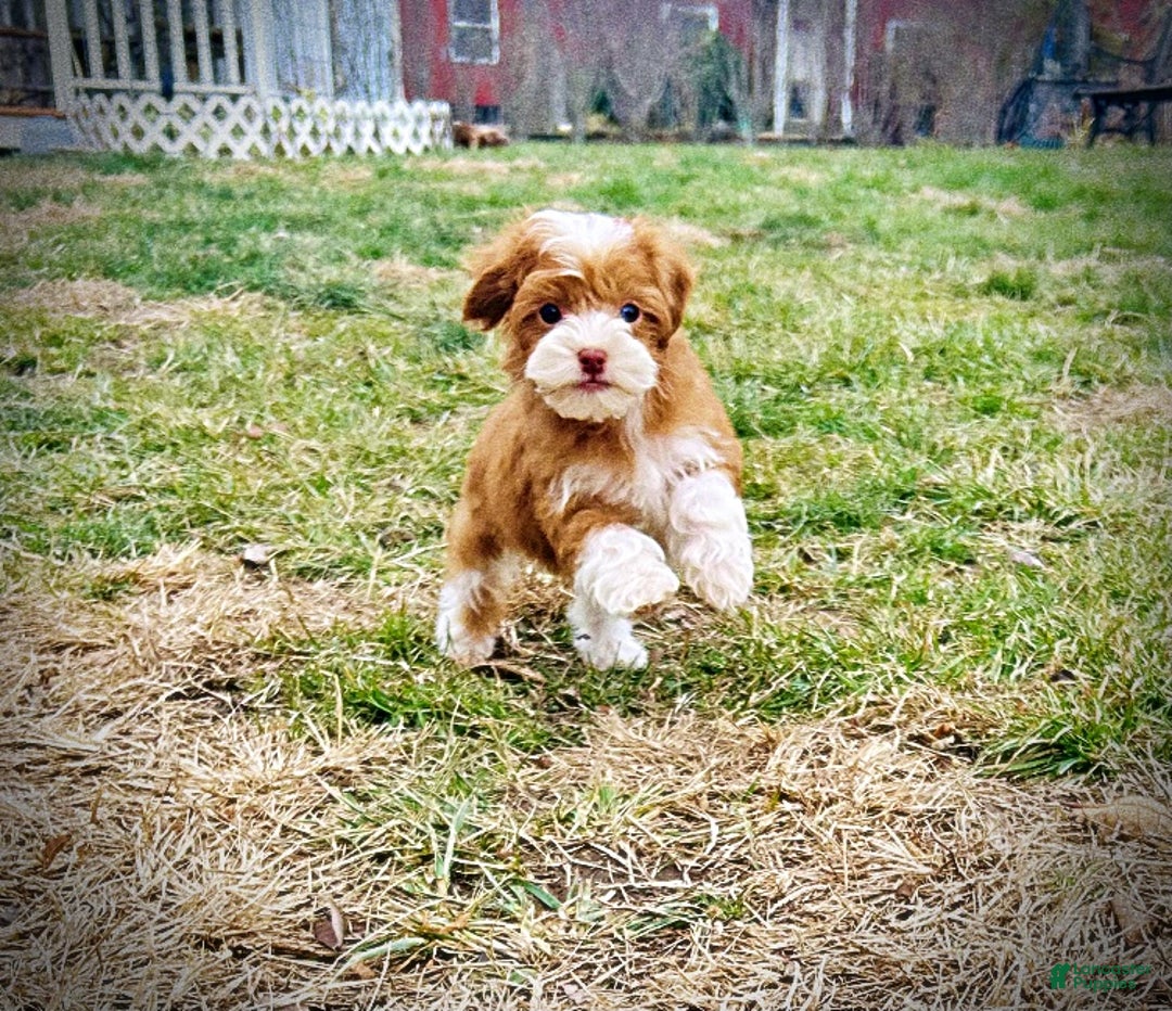 Havapoo dogs for sale: Trinket - Ad 7