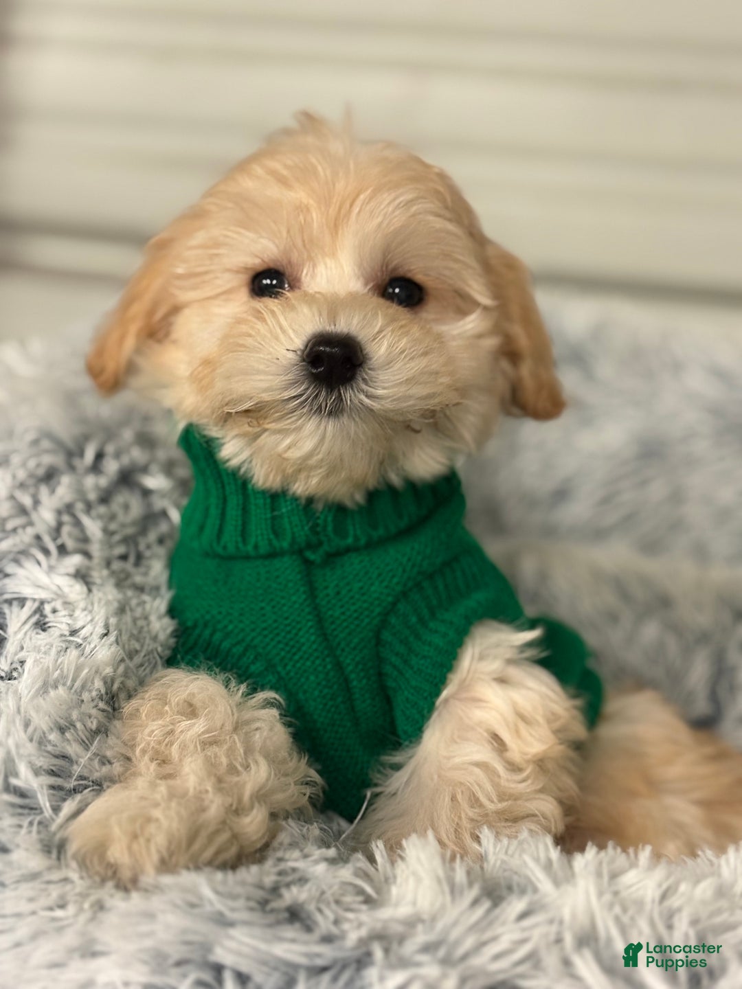 Mixed Breed dogs for sale: Lalo - Ad 3