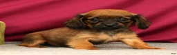 Miniature Dachshund dogs for sale: Skye - Ad 3