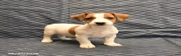Jack Russell Terrier dogs for sale: Emily - Ad 3
