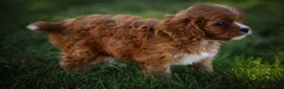 Cavapoo dogs for sale: Katie 🎀 - Ad 19