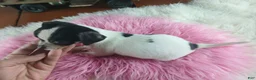 Chihuahua dogs for sale: Debras blk white girl. Hand Delivery  - Ad 4