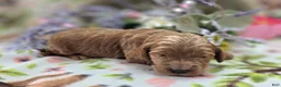 Cockapoo dogs for sale: Cerulean - Ad 3
