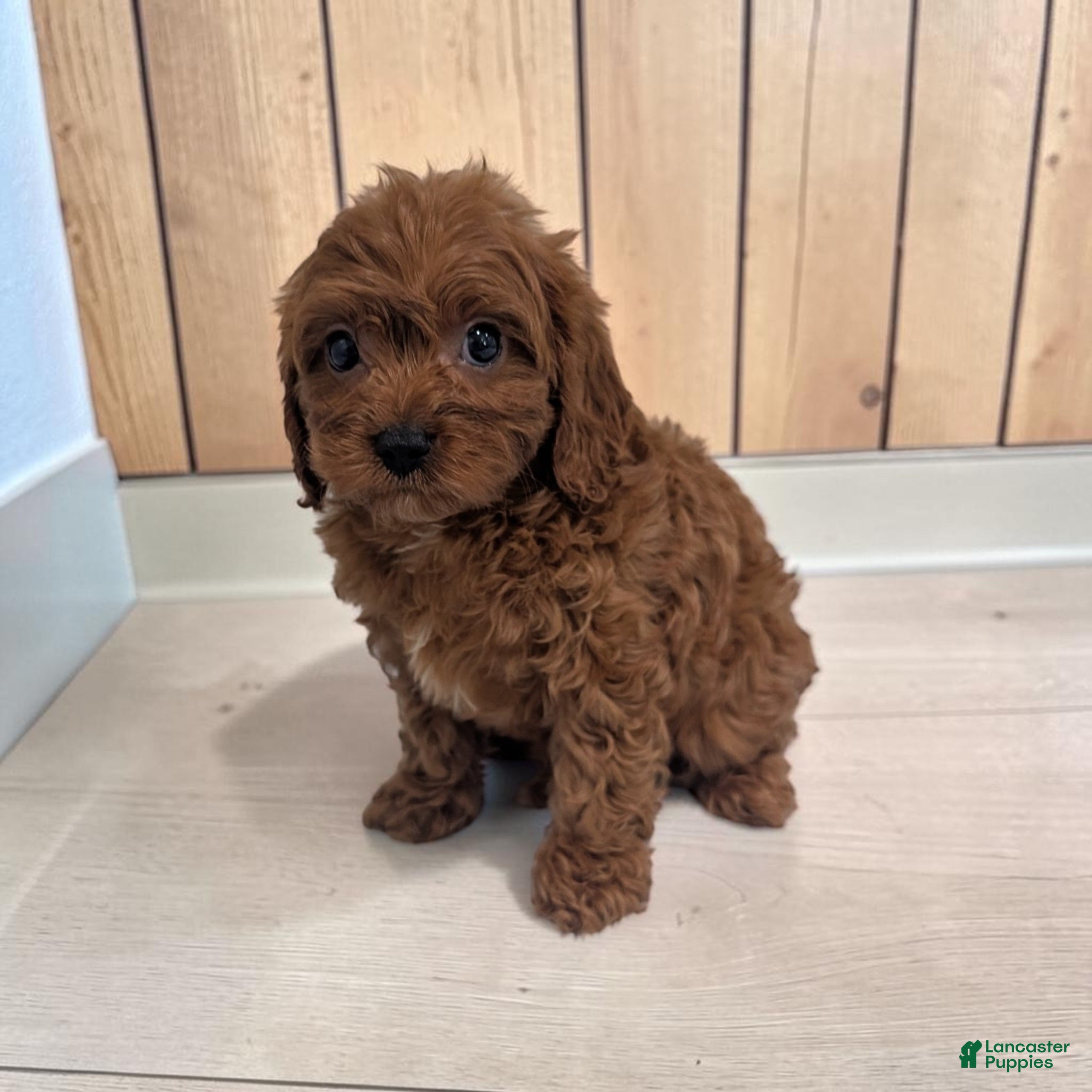 Cavapoo dogs Archie - Ad 2