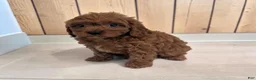 Cavapoo dogs for sale: Archie - Ad 2