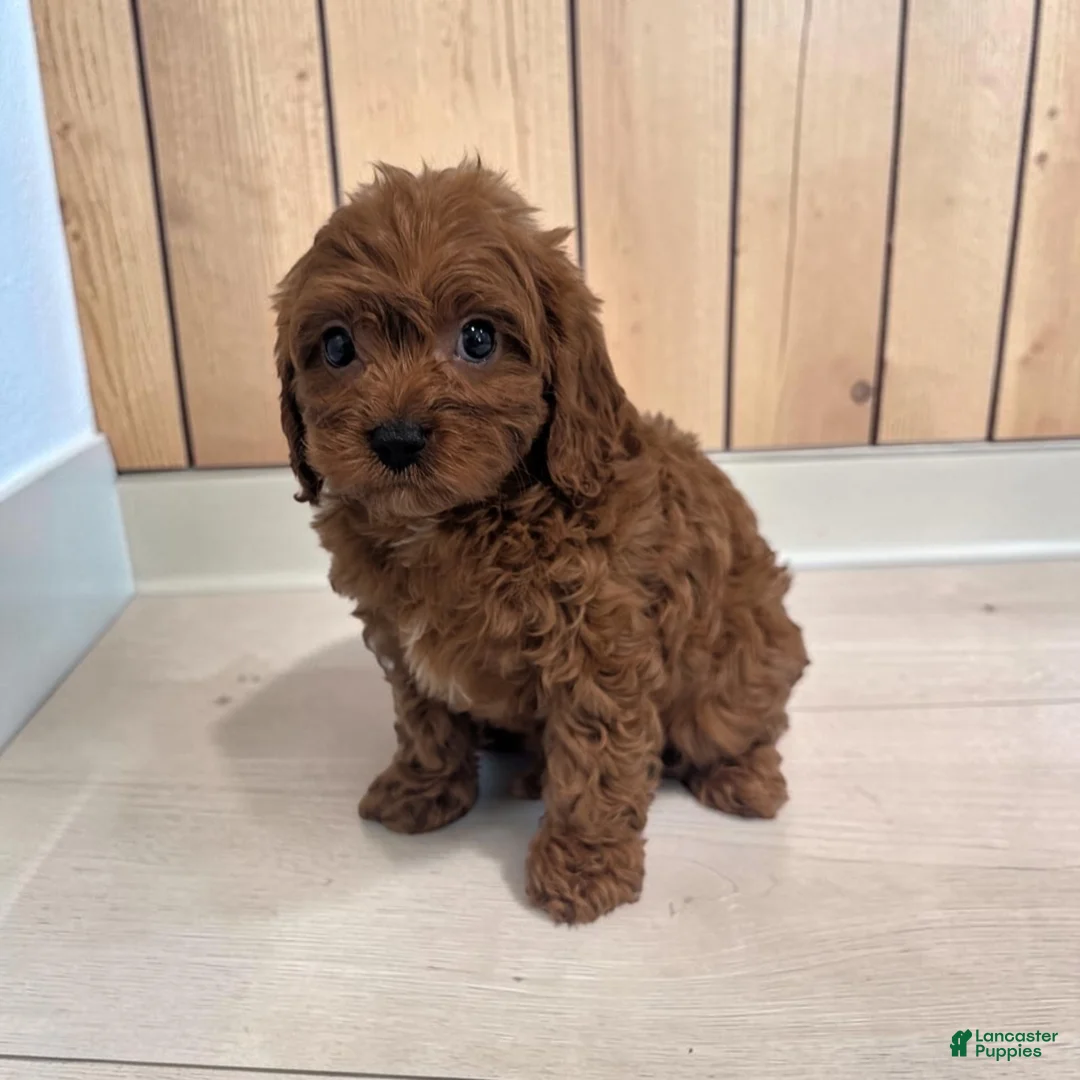 Cavapoo dogs for sale: Archie - Ad 2