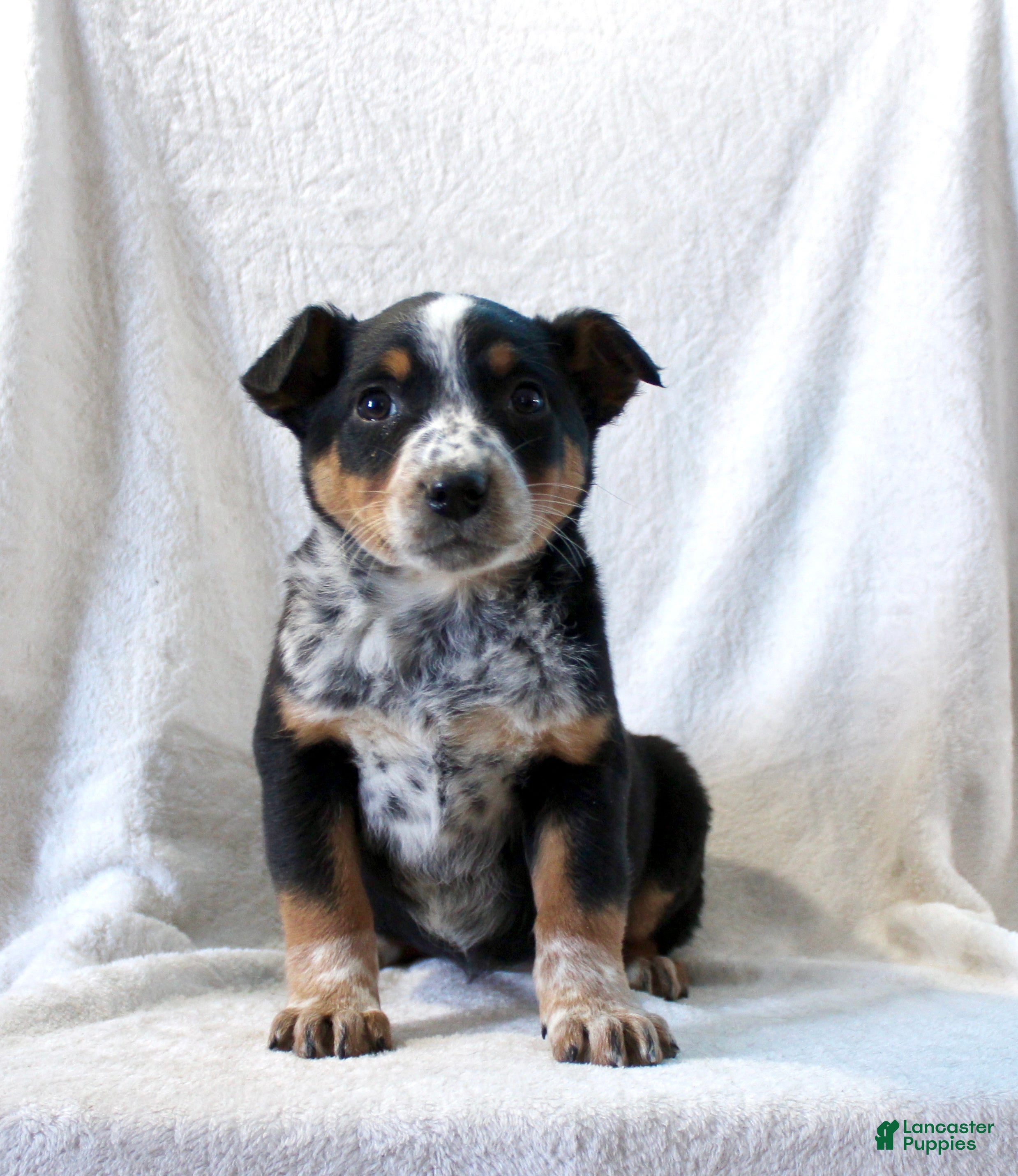 Australian Cattle Dog dogs Lucy - Ad 7