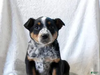 Australian Cattle Dog dogs Lucy - Ad 5