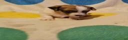 Chihuahua dogs for sale: Buddy - Ad 4