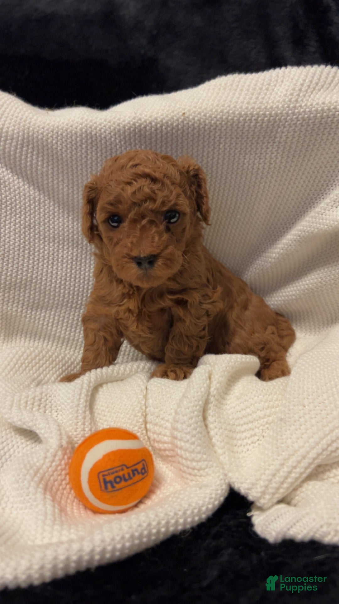 Toy Poodle dogs for sale: Dorthy - Ad 11