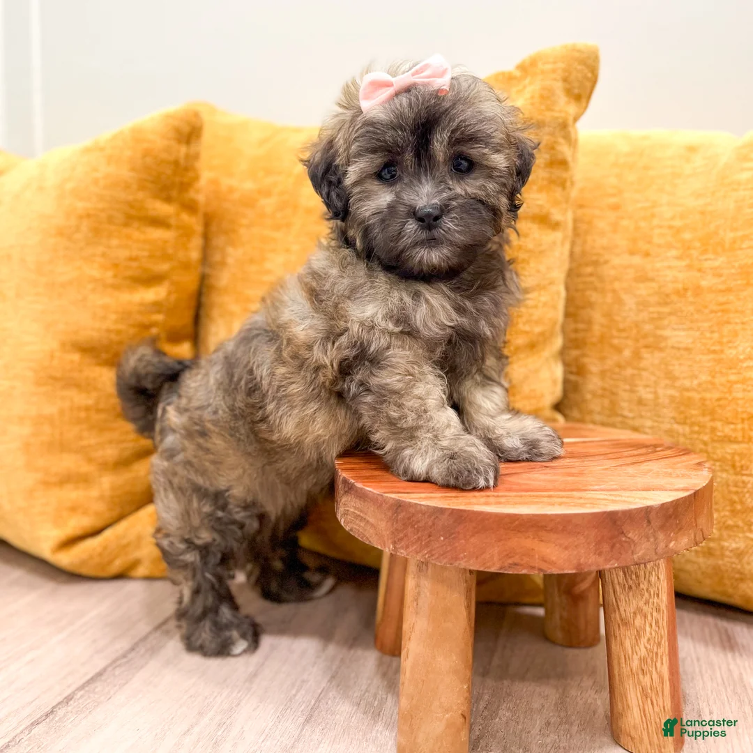 Shihpoo dogs for sale: Jewel - Ad 2