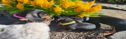 Miniature Dachshund dogs for sale: Zara - Ad 17