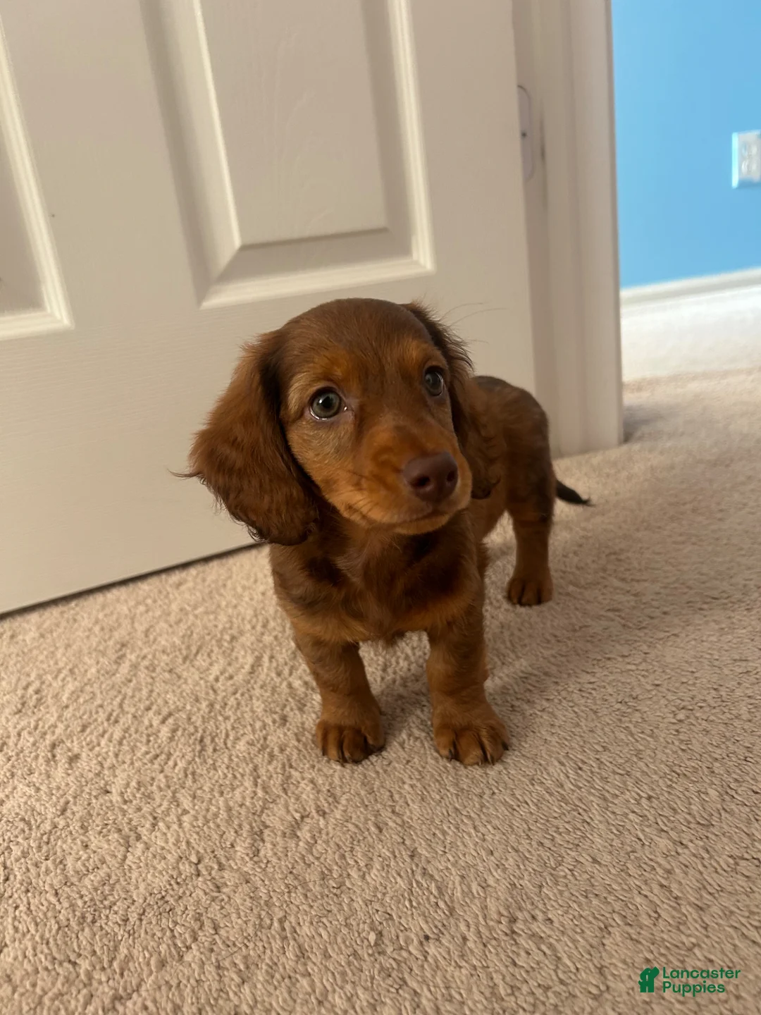 Miniature Dachshund dogs for sale: Miniature Dachshund Puppy 1 - Ad 2