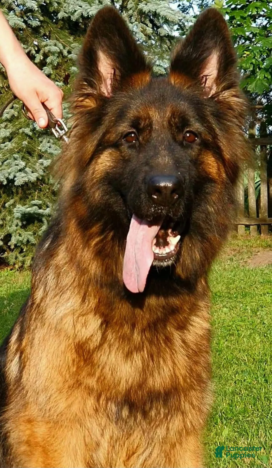 German Shepherd dogs for sale: Krypton Z Doliny Debow  - Ad 4