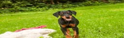 Doberman Pinscher dogs for sale: Elowen - Ad 7