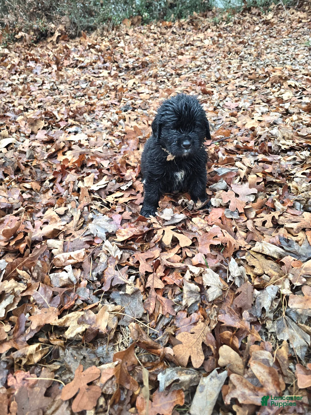 Newfoundland dogs for sale: Newfoundland Puppy 4 girl - Ad 2
