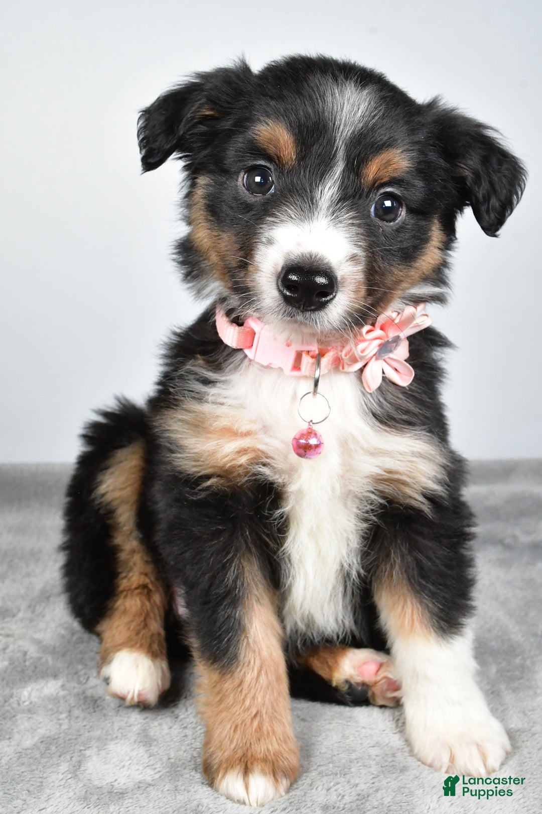 Miniature Australian Shepherd dogs for sale: Olympia - Ad 11