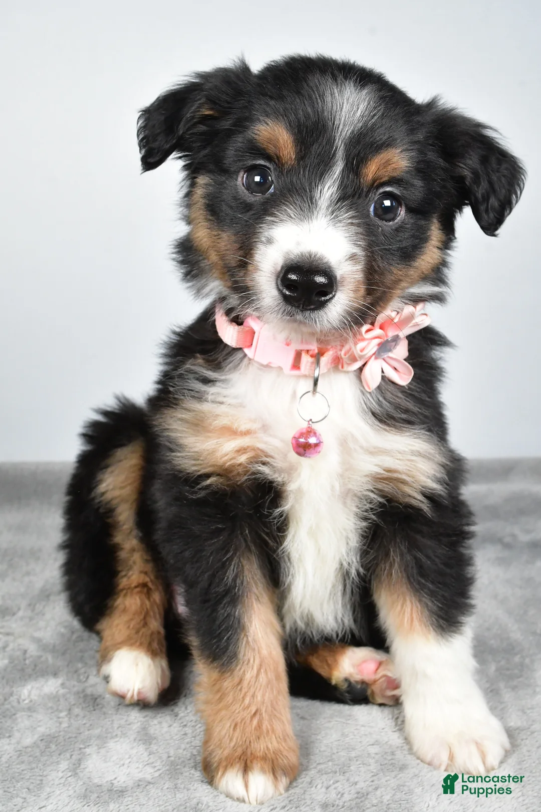 Miniature Australian Shepherd dogs for sale: Olympia - Ad 11