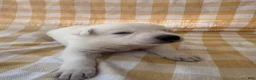 German Shepherd dogs for sale: Sparrow - Ad 1
