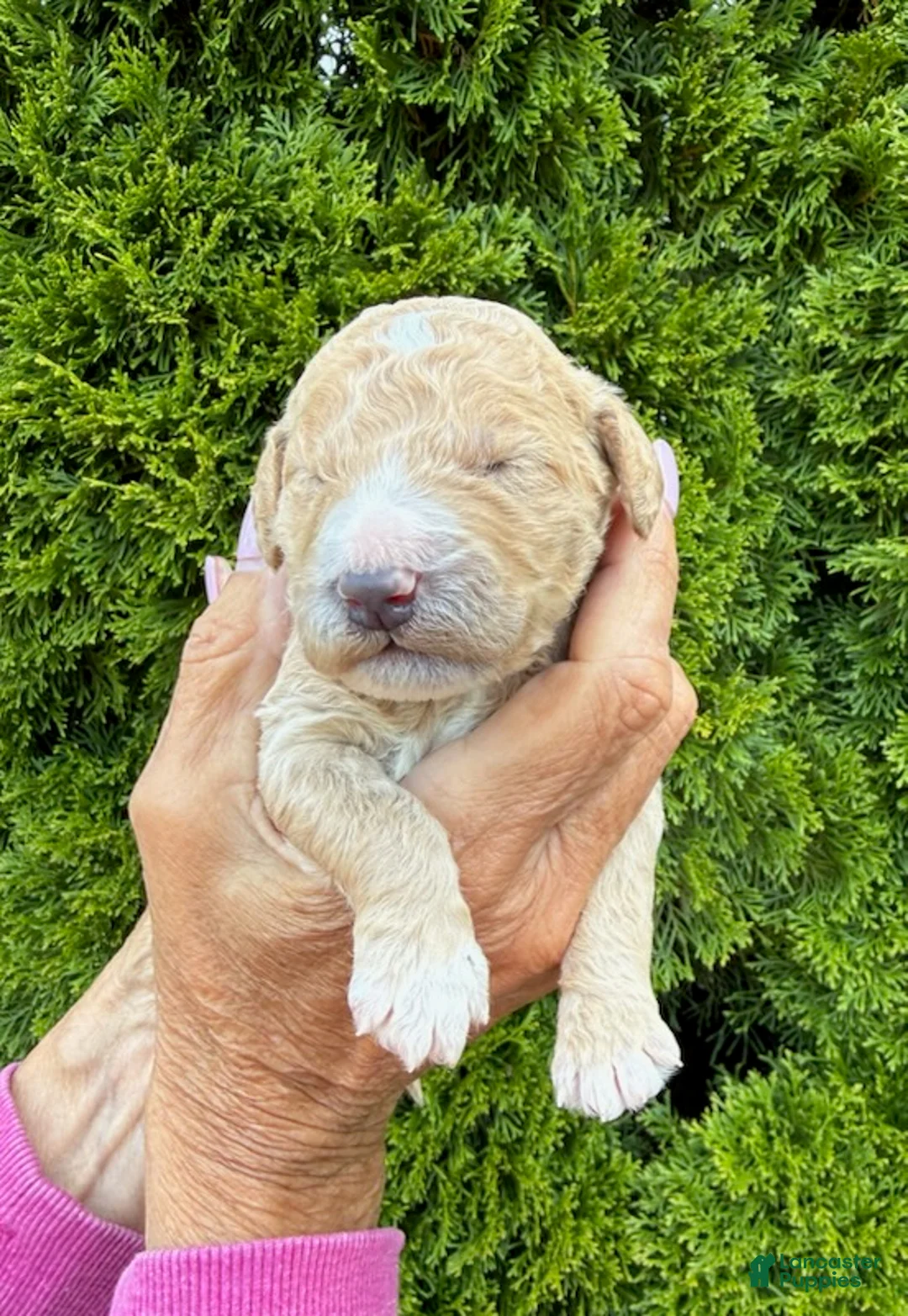 Goldendoodle dogs for sale: Dark Blue - Ad 4