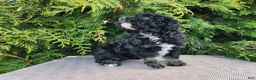 Mini Bernedoodle dogs for sale: Mia - Ad 15