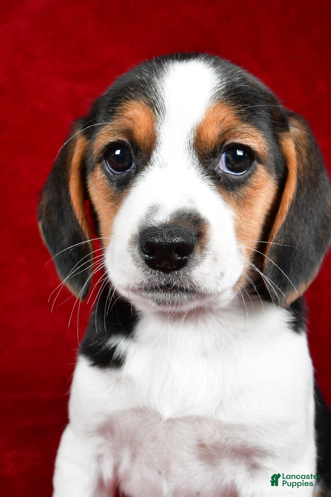 Beagle dogs for sale: Anita - Ad 8