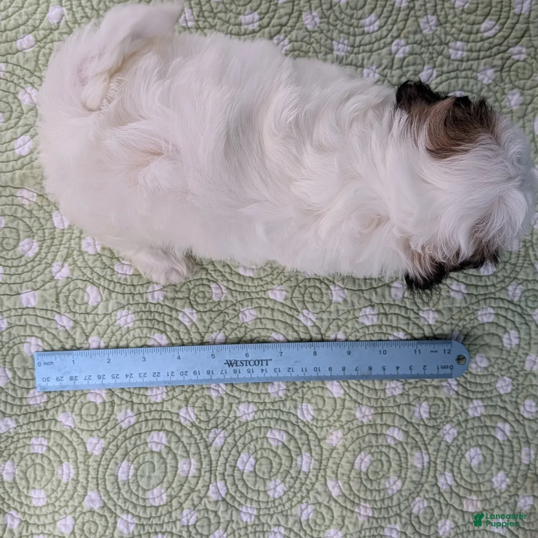 Teddy Bear dogs for sale: Vicious Biscuit - Ad 2