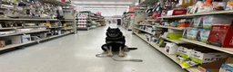 German Shepherd dogs for sale: COMING SOON!! Trained Deterrent Dog!!  - Ad 3