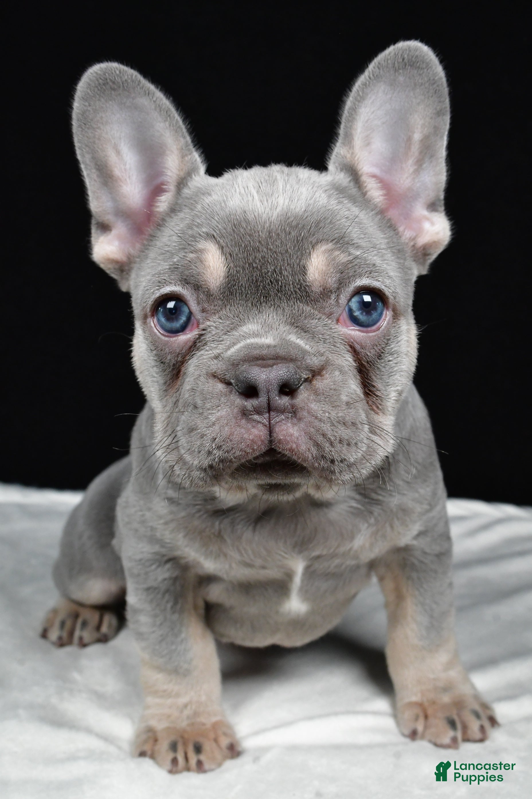 French Bulldog dogs Griffin - Ad 1