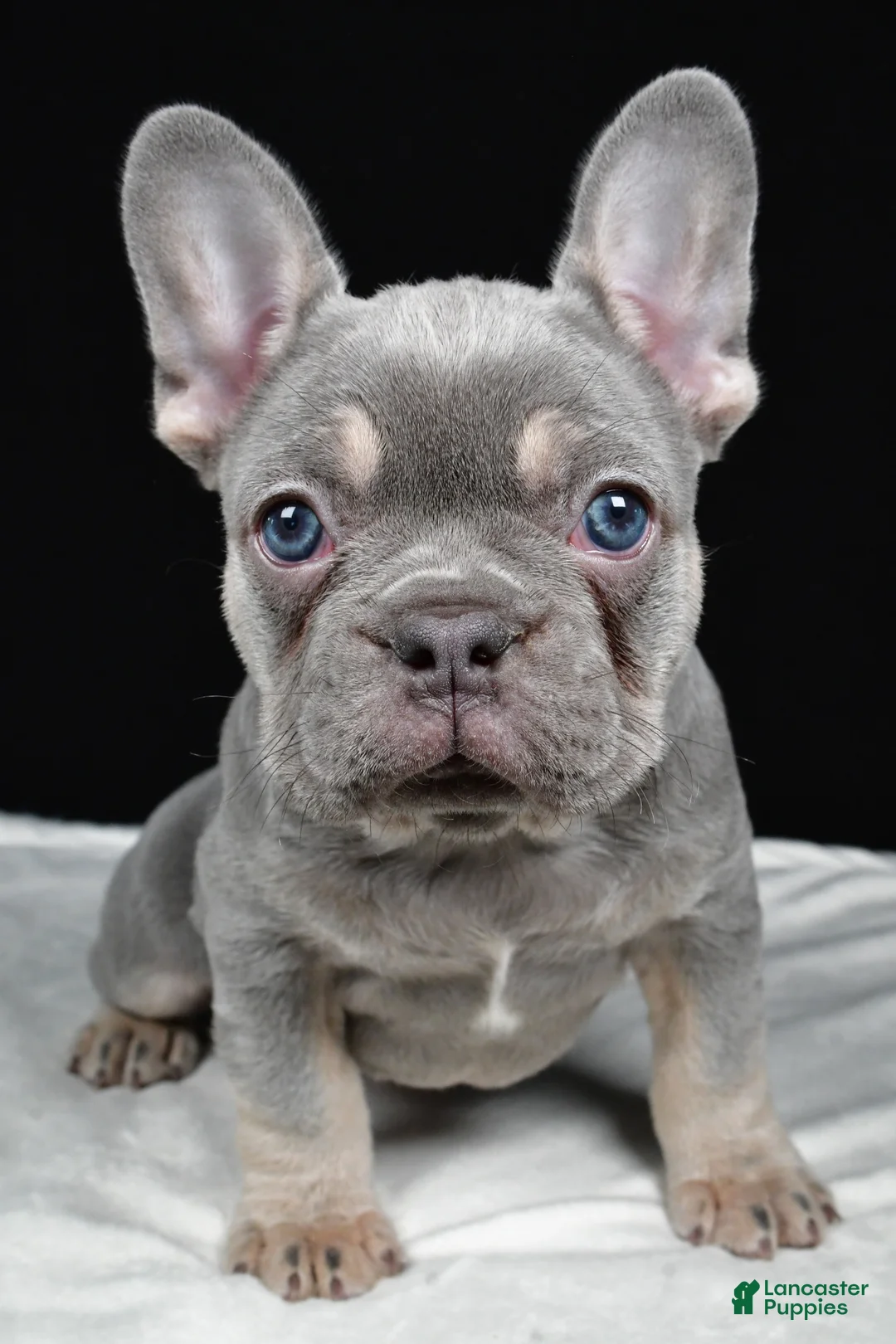 French Bulldog dogs for sale: Griffin - Ad 1