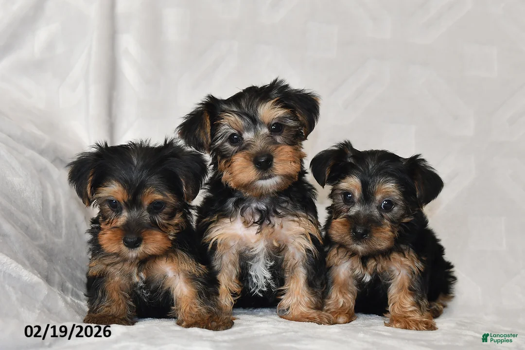 Yorkshire Terrier dogs for sale: Oscar - Ad 3