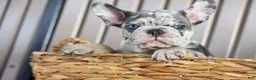 French Bulldog dogs for sale: 🐾 Magnes - Ad 8