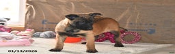 Belgian Malinois dogs for sale: Scarlet - Ad 2