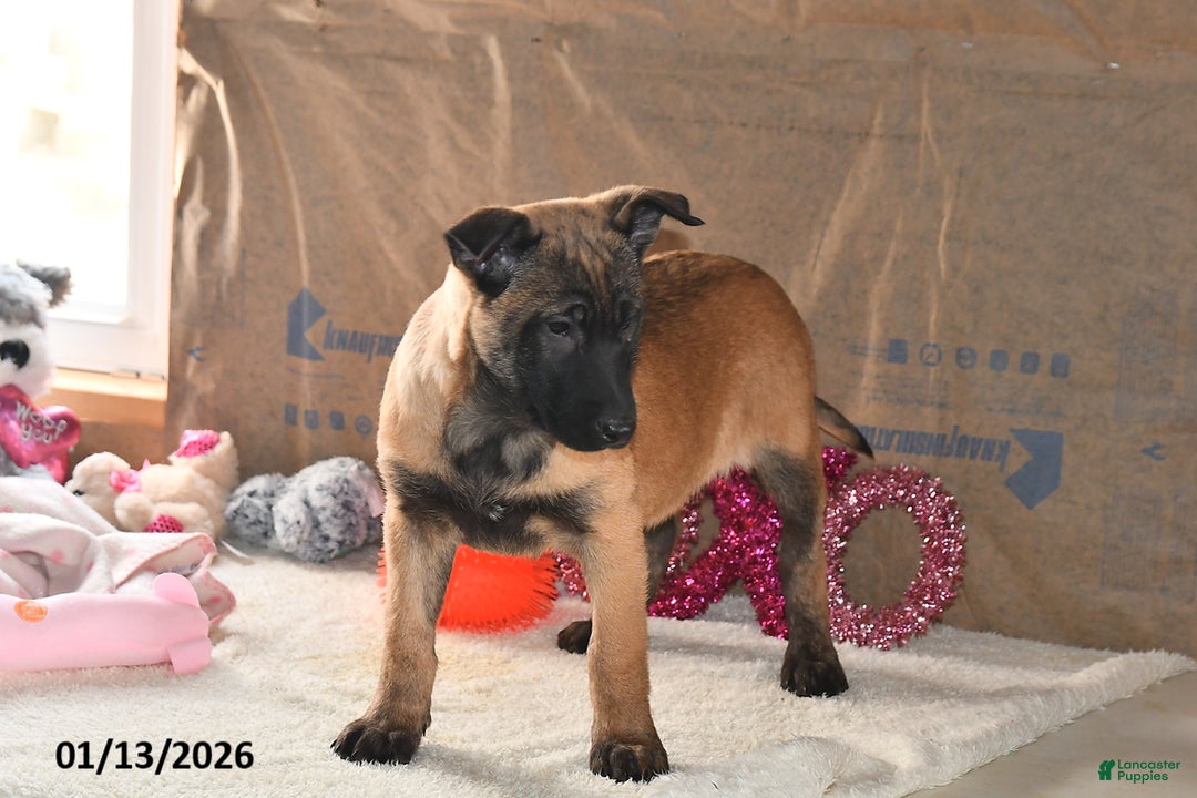 Belgian Malinois dogs for sale: Scarlet - Ad 2