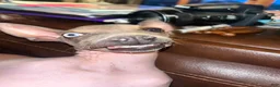 Rat Terrier dogs for sale: Luka American hairless terrier (rat terrier) - Ad 3