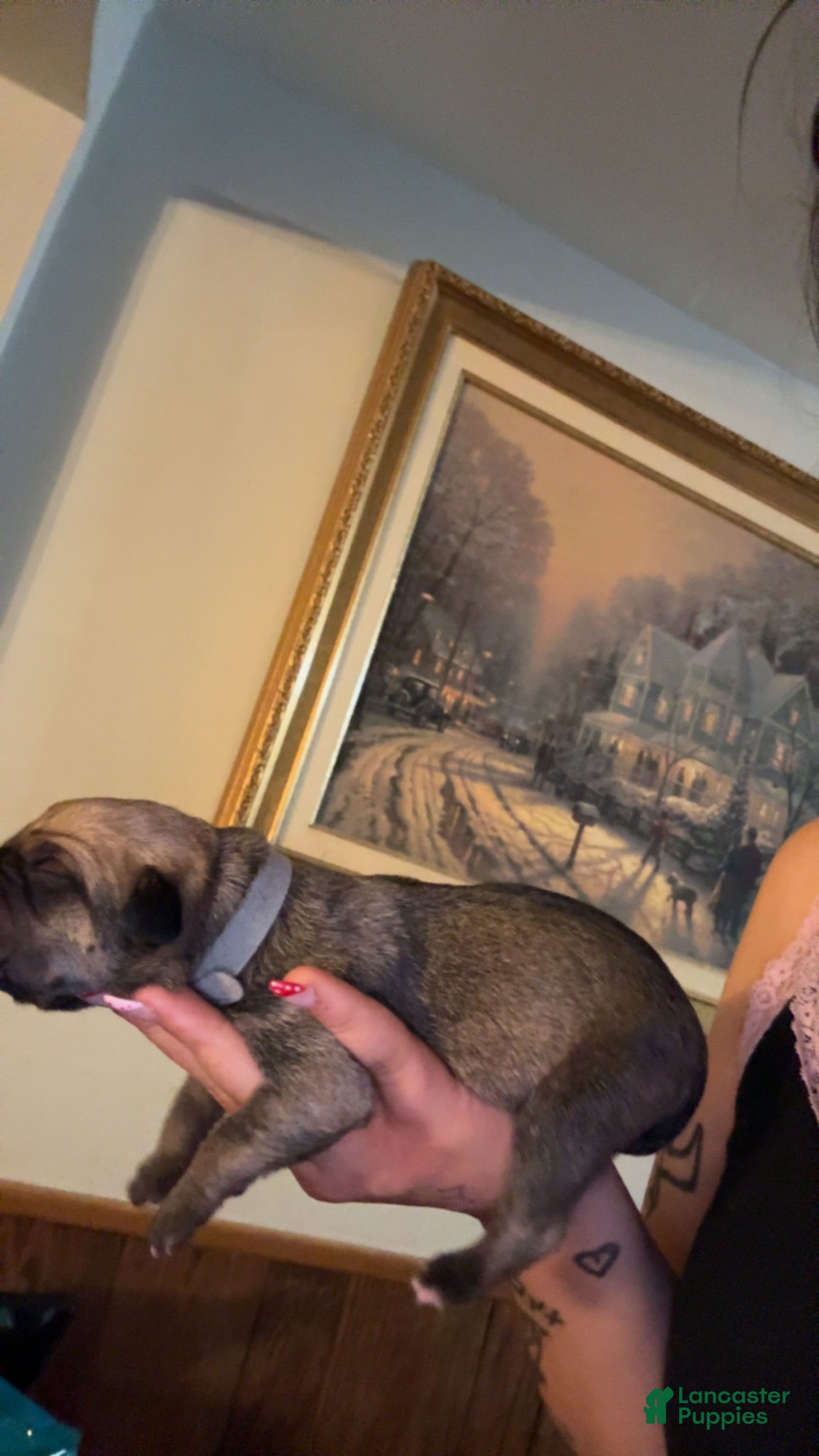 Cane Corso dogs grey collar - Ad 17