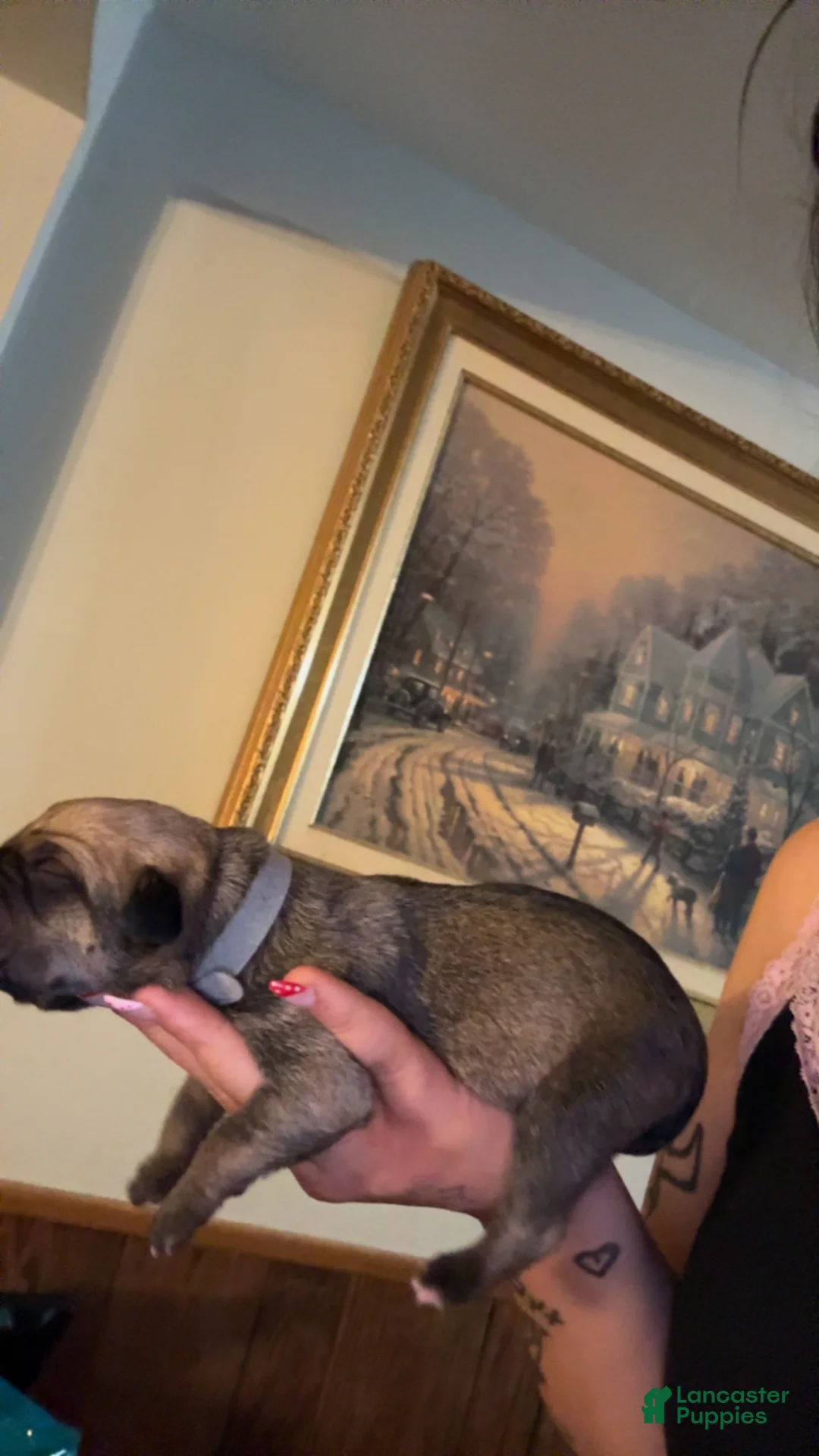 Cane Corso dogs for sale: grey collar - Ad 1