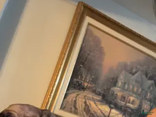 Cane Corso dogs grey collar - Ad 21