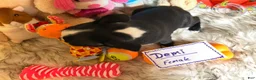 Boston Terrier dogs for sale:  Demi - Ad 3