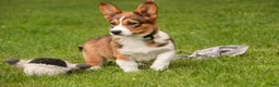 Welsh Corgi Pembroke dogs for sale: Giselle - Ad 4