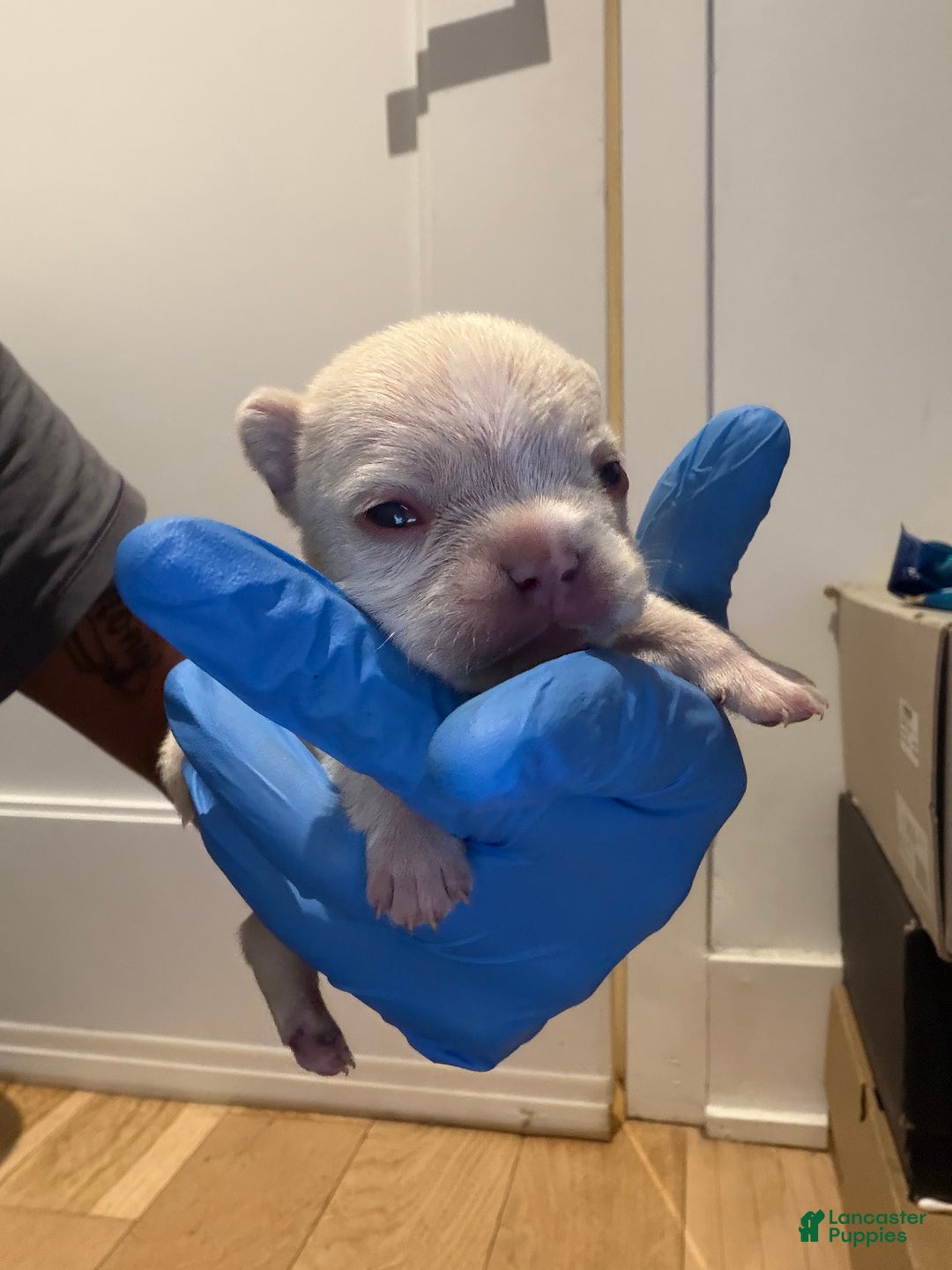 French Bulldog dogs for sale: Frost - Ad 2