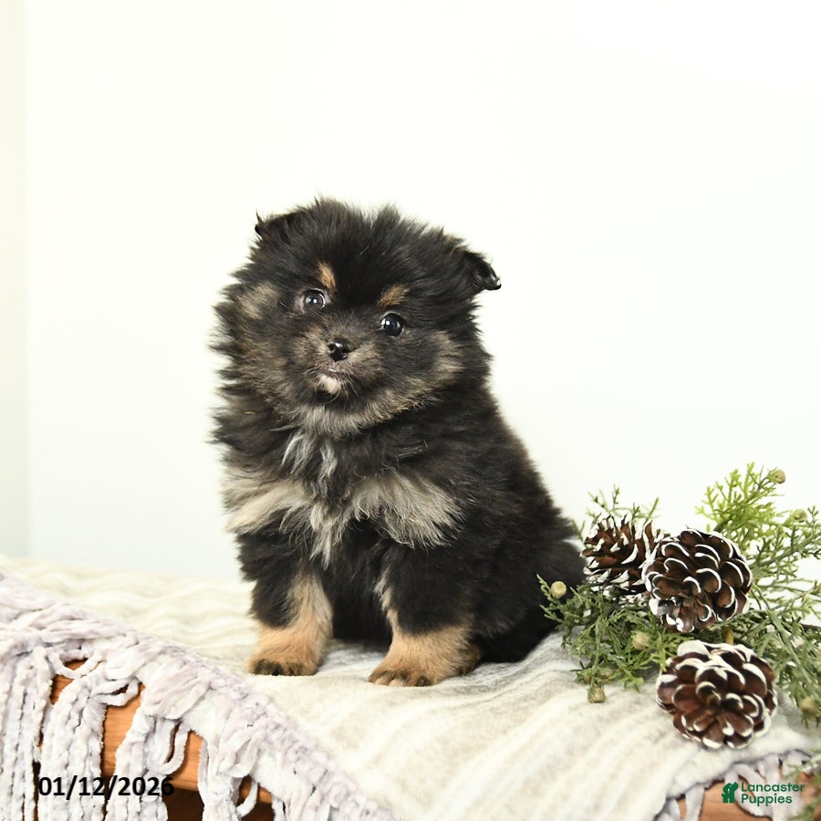 Mixed Breed dogs Beauty - Ad 2