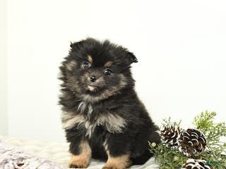 Mixed Breed dogs Beauty - Ad 2