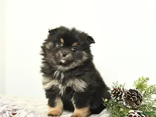 Mixed Breed dogs Beauty - Ad 3